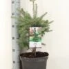 Koreaanse Zilverspar (Abies Koreana)