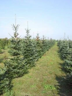 Koreaanse Zilverspar (Abies Koreana) 22 Koreaanse Zilverspar (Abies Koreana) -AOS Hoera Winkel abies koreana diverse