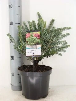 Koreaanse Zilverspar (Abies Koreana 'Silberlocke') -AOS Hoera Winkel abies koreana silberlocke c3 m 2