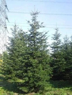 Nordmann-spar (Abies Nordmanniana) -AOS Hoera Winkel abies nordmaniana 550