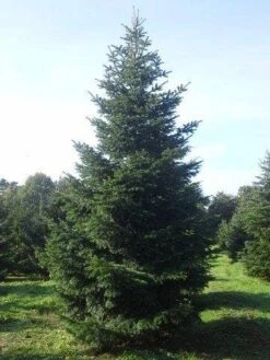 Nordmann-spar (Abies Nordmanniana) -AOS Hoera Winkel abies nordmaniana 550 1