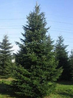 Nordmann-spar (Abies Nordmanniana) -AOS Hoera Winkel abies nordmaniana 650