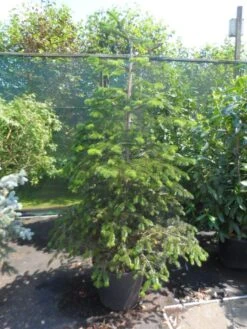 Nordmann-spar (Abies Nordmanniana) -AOS Hoera Winkel abies nordmanniana 150 175 200