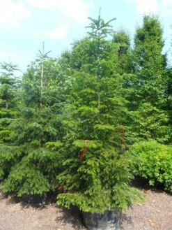 Nordmann-spar (Abies Nordmanniana) -AOS Hoera Winkel abies nordmanniana 250 300