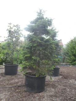 Nordmann-spar (Abies Nordmanniana) -AOS Hoera Winkel abies nordmanniana 350 400 c750