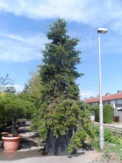 Nordmann-spar (Abies Nordmanniana) -AOS Hoera Winkel abies nordmanniana 400 500 c1500