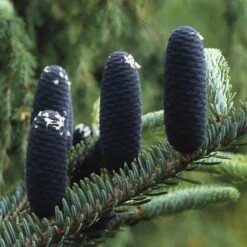 Koreaanse Zilverspar (Abies Koreana) 30 Koreaanse Zilverspar (Abies Koreana) -AOS Hoera Winkel abkorean 6