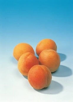 Abrikozenboom (Prunus Armeniaca 'Hongaarse') 5 Abrikozenboom (Prunus Armeniaca 'Hongaarse') -AOS Hoera Winkel abrikoos 1