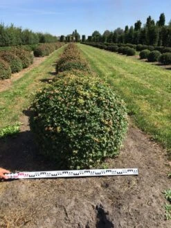 Spaanse Aak Als Bol (Acer Campestre) 7 Spaanse Aak Als Bol (Acer Campestre) -AOS Hoera Winkel acer campestre 100 cm breed bol drkl