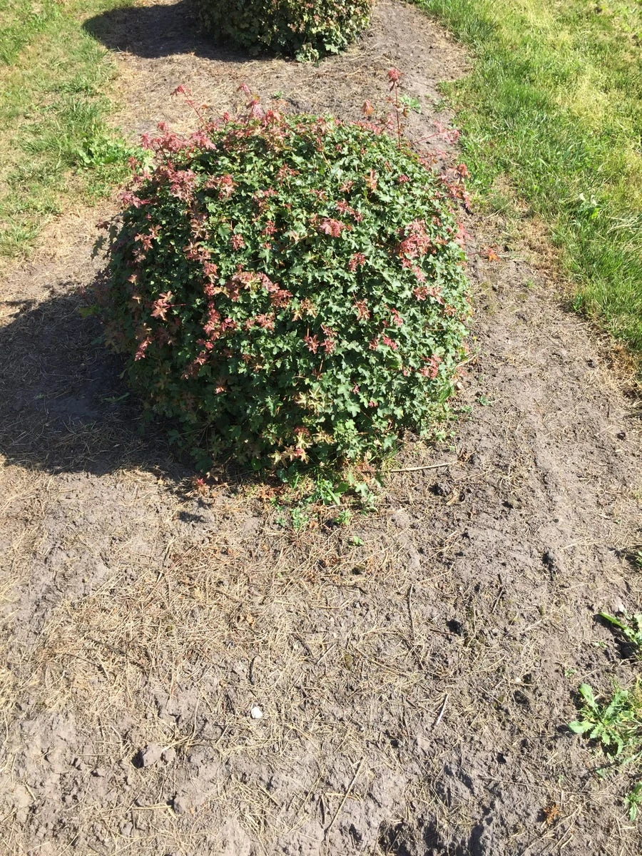 Spaanse Aak Als Bol (Acer Campestre) 1 Spaanse Aak Als Bol (Acer Campestre)