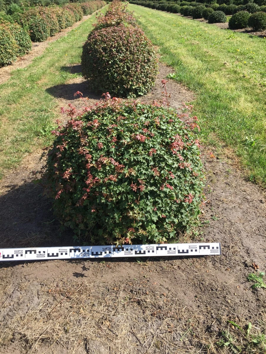 Spaanse Aak Als Bol (Acer Campestre) 2 Spaanse Aak Als Bol (Acer Campestre) - Afbeelding 2