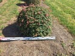 Spaanse Aak Als Bol (Acer Campestre) 6 Spaanse Aak Als Bol (Acer Campestre) -AOS Hoera Winkel acer campestre 90 cm breed bol drkl 1