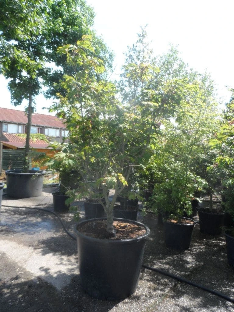 Japanse Esdoorn (Acer Japonicum 'Aconitifolium') 10 Japanse Esdoorn (Acer Japonicum 'Aconitifolium') - Afbeelding 10