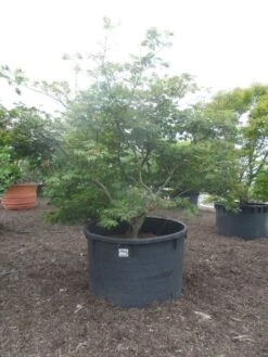 Japanse Esdoorn (Acer Japonicum 'Aconitifolium') 19 Japanse Esdoorn (Acer Japonicum 'Aconitifolium') -AOS Hoera Winkel acer japonicum aconitifolium 250 300 c1500