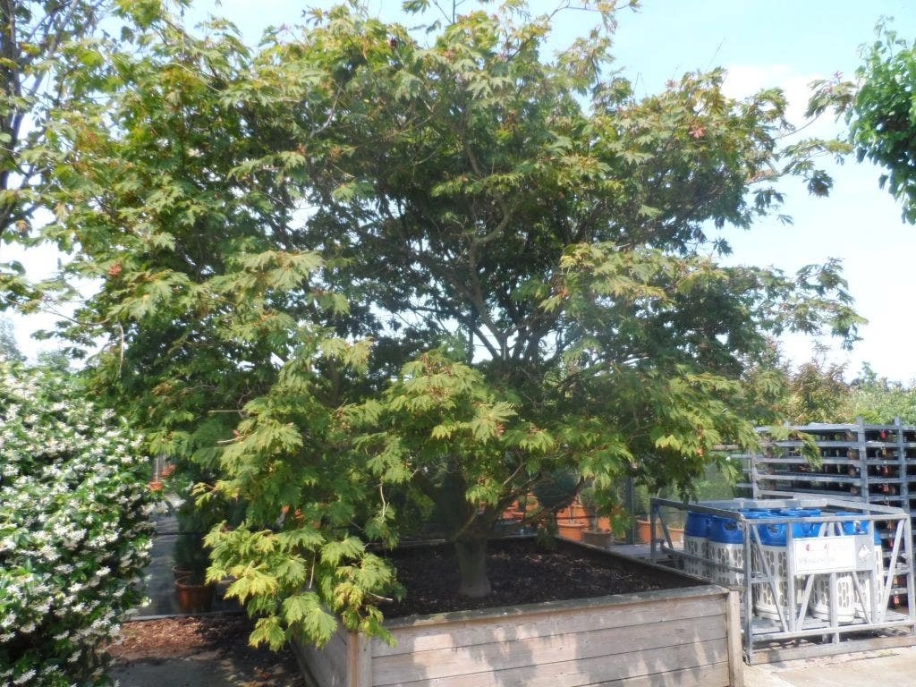 Japanse Esdoorn (Acer Japonicum 'Aconitifolium') 8 Japanse Esdoorn (Acer Japonicum 'Aconitifolium') - Afbeelding 8