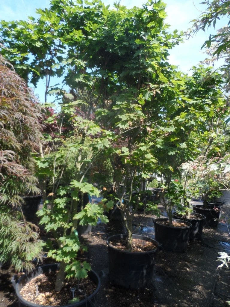 Japanse Esdoorn (Acer Japonicum 'Vitifolium') 6 Japanse Esdoorn (Acer Japonicum 'Vitifolium') - Afbeelding 6