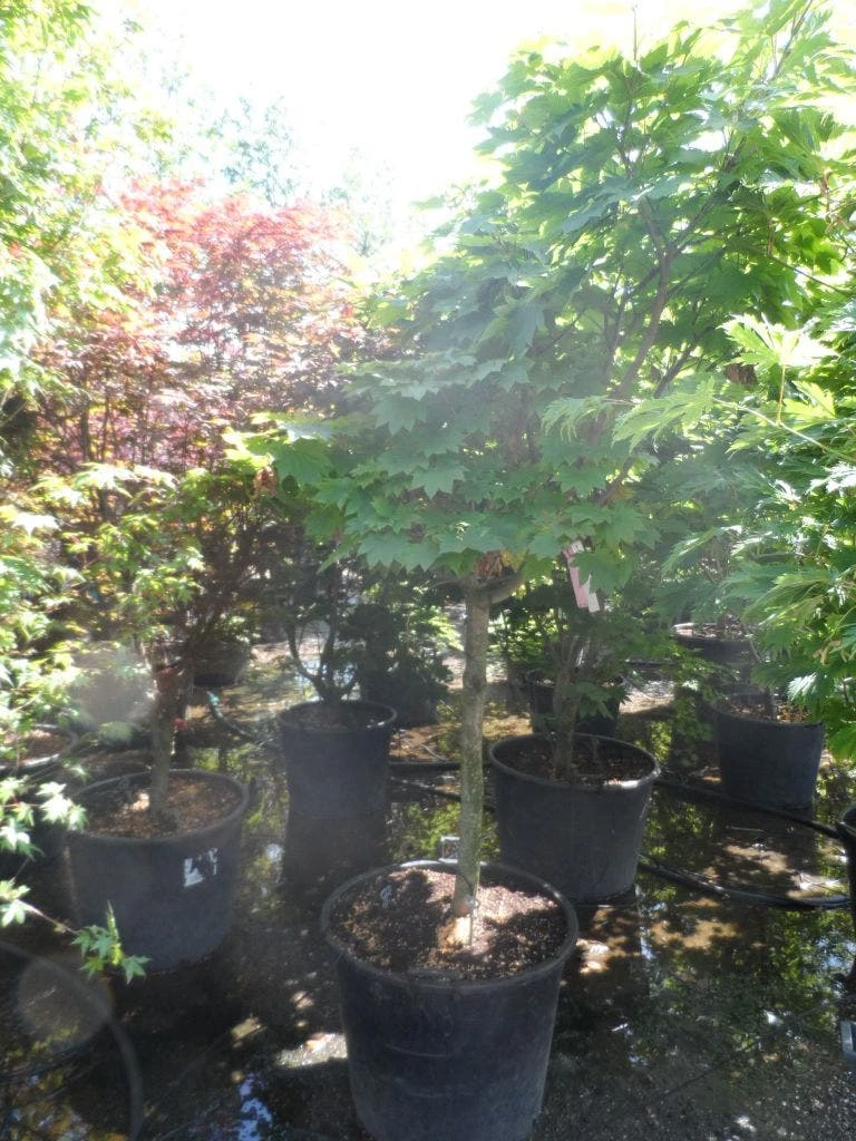 Japanse Esdoorn (Acer Japonicum 'Vitifolium') 5 Japanse Esdoorn (Acer Japonicum 'Vitifolium') - Afbeelding 5