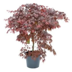 Japanse Esdoorn (Acer Palmatum 'Bloodgood') -AOS Hoera Winkel acer palm. bloodgood c50