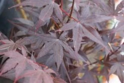 Japanse Esdoorn (Acer Palmatum 'Bloodgood') -AOS Hoera Winkel acer palmatum bloodgood 2