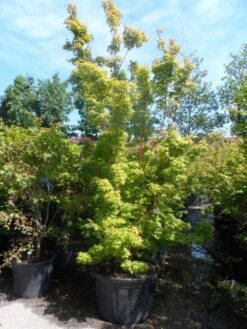 Japanse Esdoorn (Acer Palmatum 'Sangokaku') 21 Japanse Esdoorn (Acer Palmatum 'Sangokaku') -AOS Hoera Winkel acer palmatum sangokaku 250 300 c240