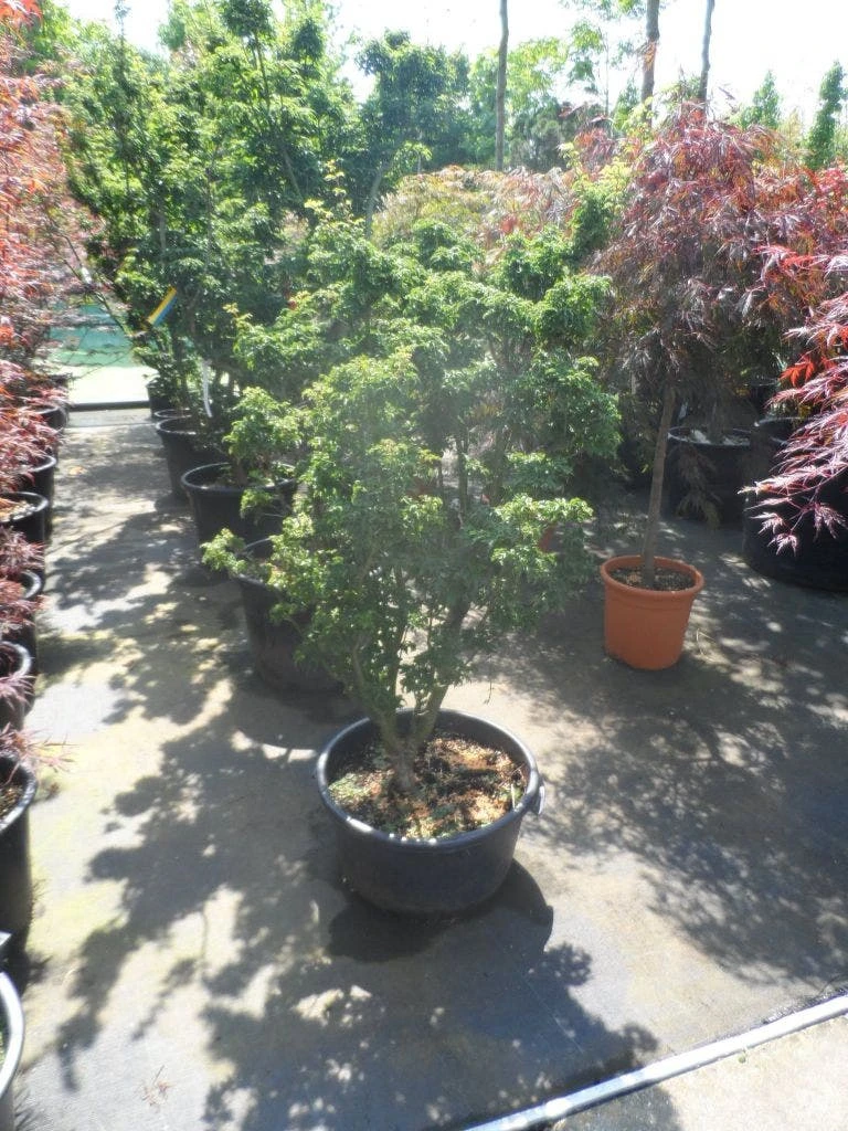 Japanse Esdoorn (Acer Palmatum 'Shishigashira') 3 Japanse Esdoorn (Acer Palmatum 'Shishigashira') - Afbeelding 3