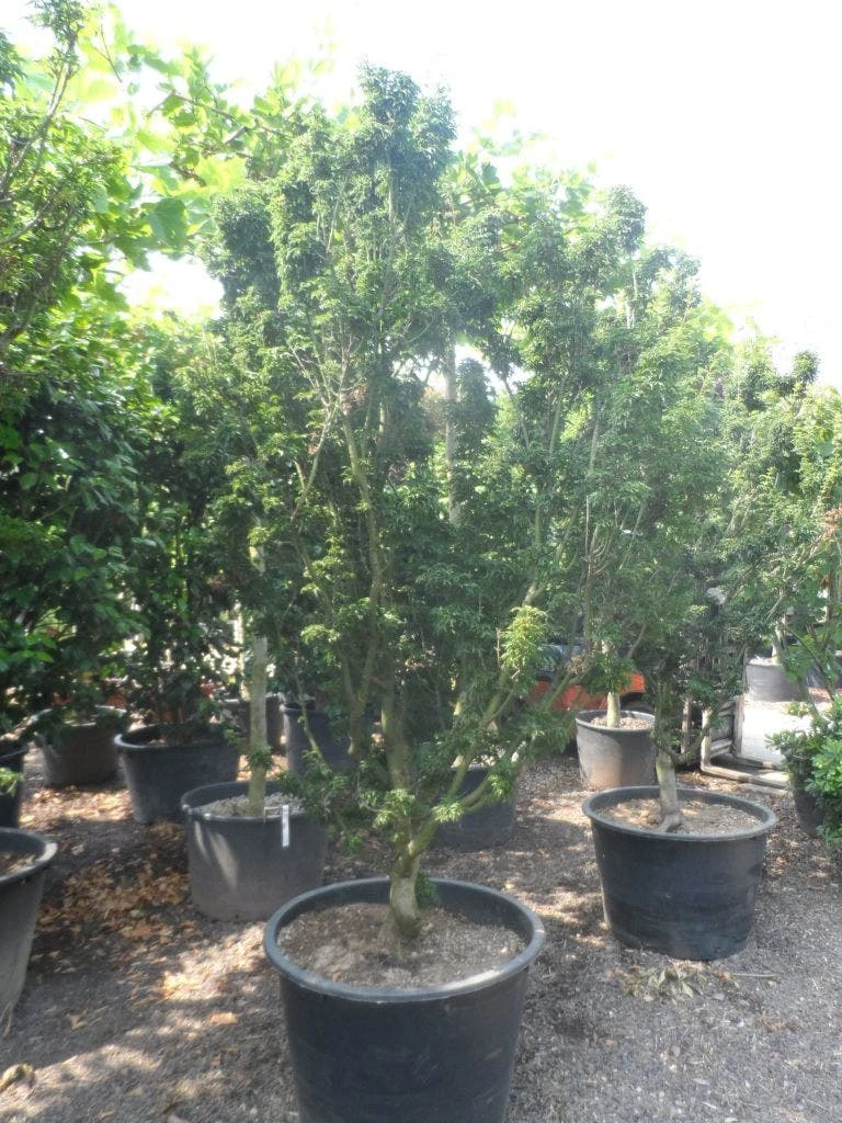 Japanse Esdoorn (Acer Palmatum 'Shishigashira') 5 Japanse Esdoorn (Acer Palmatum 'Shishigashira') - Afbeelding 5