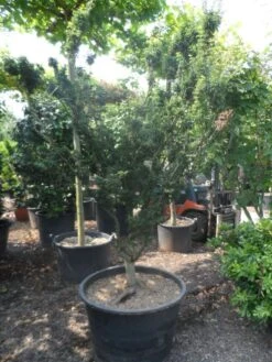 Japanse Esdoorn (Acer Palmatum 'Shishigashira') 9 Japanse Esdoorn (Acer Palmatum 'Shishigashira') -AOS Hoera Winkel acer palmatum shishigashira solitair c285 2