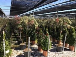 Japanse Esdoorn Op Stam (Acer Palmatum 'Tamuke Yama') 13 Japanse Esdoorn Op Stam (Acer Palmatum 'Tamuke Yama') -AOS Hoera Winkel acer rossi palm. diss. tamukeyama halfstam