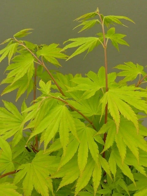 Japanse Esdoorn (Acer Shirasawanum 'Jordan') 4 Japanse Esdoorn (Acer Shirasawanum 'Jordan') - Afbeelding 4