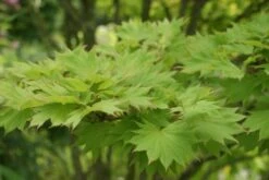 Japanse Esdoorn (Acer Shirasawanum 'Aureum') -AOS Hoera Winkel acer shirasawanum aureum 1