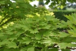 Japanse Esdoorn (Acer Shirasawanum 'Aureum') -AOS Hoera Winkel acer shirasawanum aureum 2