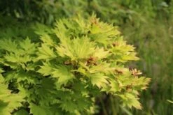 Japanse Esdoorn (Acer Shirasawanum 'Aureum') -AOS Hoera Winkel acer shirasawanum aureum 3