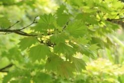 Japanse Esdoorn (Acer Shirasawanum 'Aureum') -AOS Hoera Winkel acer shirasawanum aureum 4
