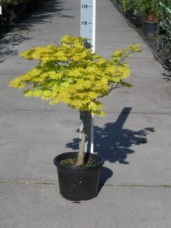 Japanse Esdoorn (Acer Shirasawanum 'Aureum') -AOS Hoera Winkel acer shirasawanum aureum c12