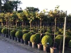 Kiwiplant Als Dakboom (Actinidia Chinensis) 8 Kiwiplant Als Dakboom (Actinidia Chinensis) -AOS Hoera Winkel actinidia chinensis deliciosa dak