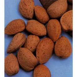 Amandelboom (Prunus Dulcis) -AOS Hoera Winkel amandelboom prunus dulcis robijn prunus dulcis robijn amandel 8f2