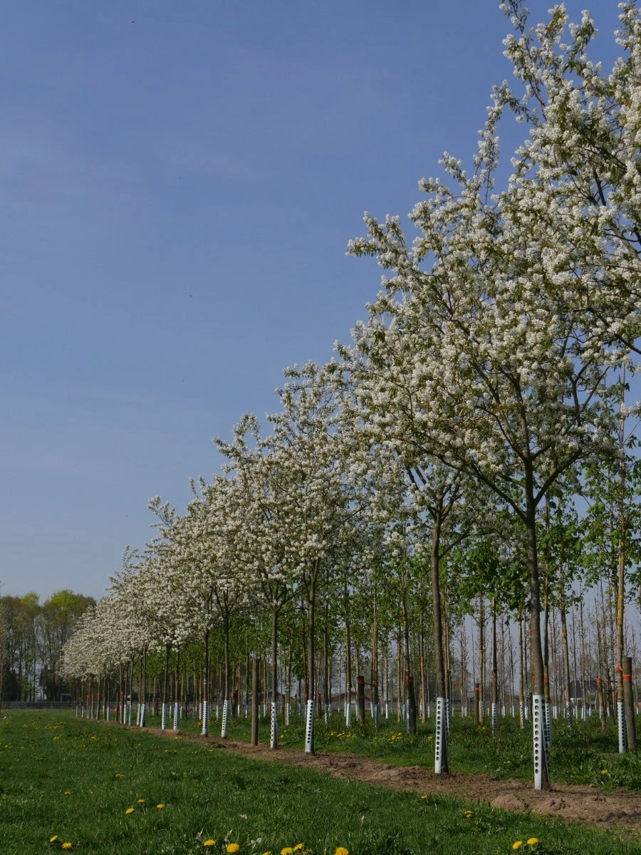 Krent Als Boom (Amelanchier Lamarckii) 3 Krent Als Boom (Amelanchier Lamarckii) - Afbeelding 3