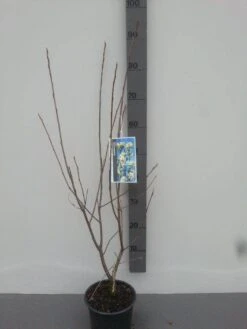 Krentenboom (Amelanchier Laevis 'Ballerina') -AOS Hoera Winkel amelanchier ballerina