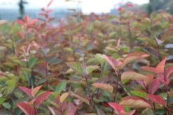 Krentenboom Als Struik (Amelanchier Lamarckii) 11 Krentenboom Als Struik (Amelanchier Lamarckii) -AOS Hoera Winkel amelanchier lamarckii 2 1 2