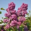Sering (Syringa Vulgaris 'Andenken An Ludwig Spath')