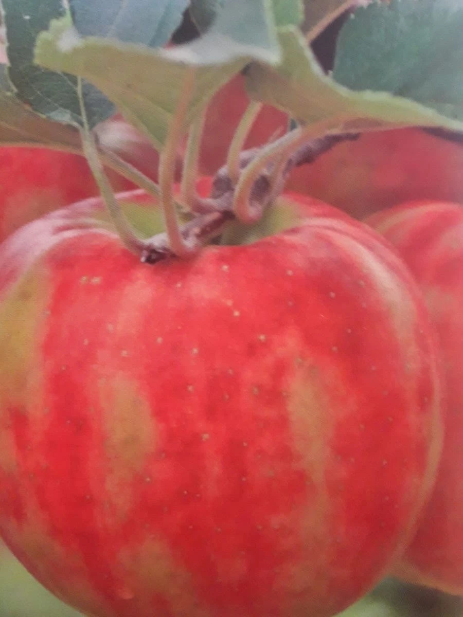 Appelboom (Malus Domestica 'Karneval') 2 Appelboom (Malus Domestica 'Karneval') - Afbeelding 2