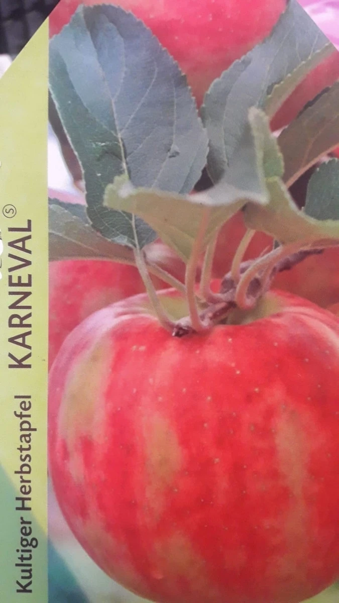 Appelboom (Malus Domestica 'Karneval') 1 Appelboom (Malus Domestica 'Karneval')