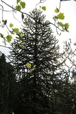 Apeboom (Araucaria Araucana) 23 Apeboom (Araucaria Araucana) -AOS Hoera Winkel araucaria araucana