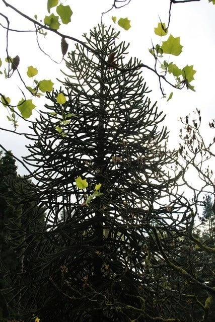 Apeboom (Araucaria Araucana) 7 Apeboom (Araucaria Araucana) - Afbeelding 7