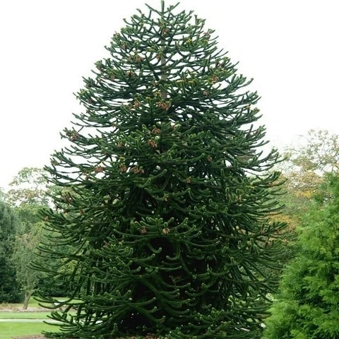 Apeboom (Araucaria Araucana) 17 Apeboom (Araucaria Araucana) - Afbeelding 17