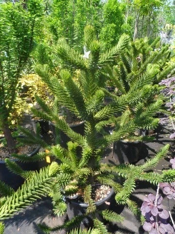 Apeboom (Araucaria Araucana) 9 Apeboom (Araucaria Araucana) - Afbeelding 9