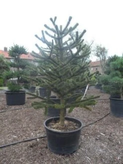 Apeboom (Araucaria Araucana) 24 Apeboom (Araucaria Araucana) -AOS Hoera Winkel araucaria araucana 225 250