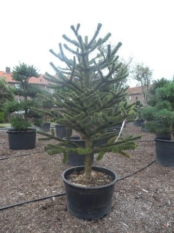 Apeboom (Araucaria Araucana) 8 Apeboom (Araucaria Araucana) - Afbeelding 8