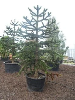 Apeboom (Araucaria Araucana) 29 Apeboom (Araucaria Araucana) -AOS Hoera Winkel araucaria araucana 275 300