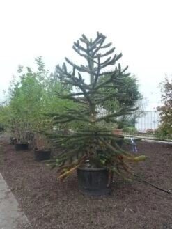 Apeboom (Araucaria Araucana) 27 Apeboom (Araucaria Araucana) -AOS Hoera Winkel araucaria araucana 275 300 2